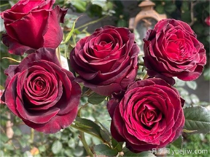 黑色月季的花语:个性、创意(图1) 黑色月季的花语:个性、创意(图1)