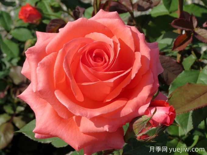 美利坚月季(图1) 美利坚月季(图1)