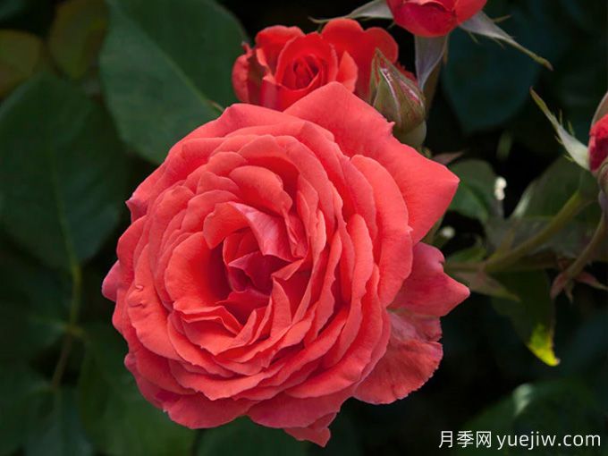 美利坚月季(图2) 美利坚月季(图2)