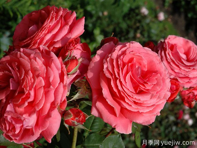 美利坚月季(图3) 美利坚月季(图3)