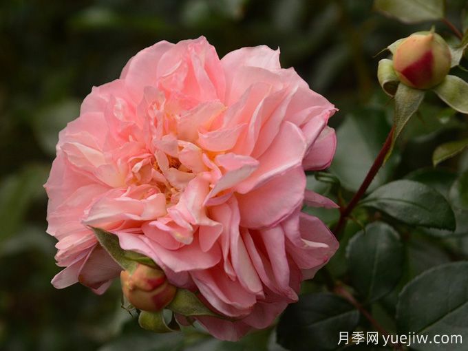 切尔维亚月季/午后喜悦/桑格豪森禧年(图1) 切尔维亚月季/午后喜悦/桑格豪森禧年(图1)