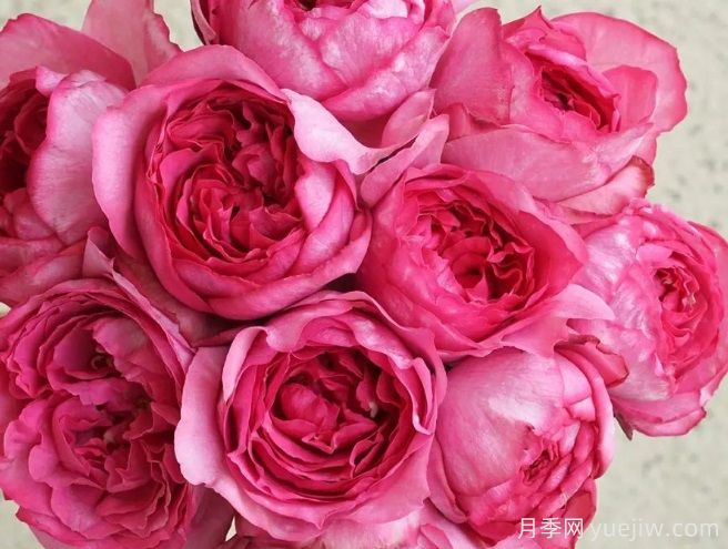 日本伊芙妖艳月季介绍(图1) 日本伊芙妖艳月季介绍(图1)