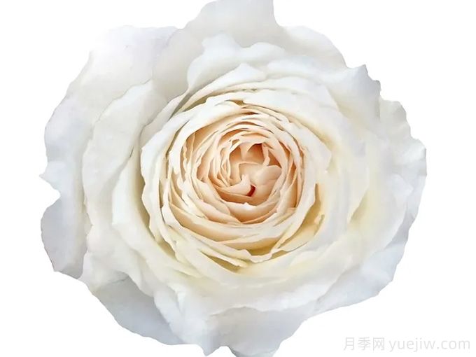 美雪公主月季/蜜柚公主(图3)