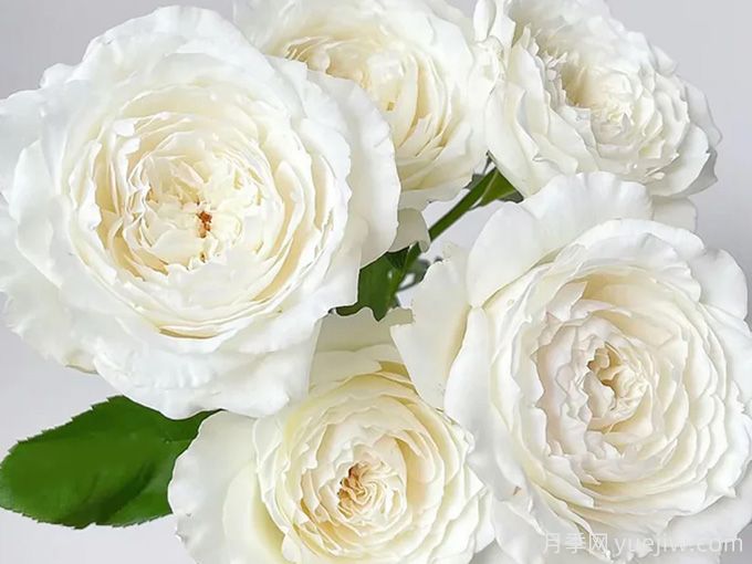 美雪公主月季/蜜柚公主(图4)