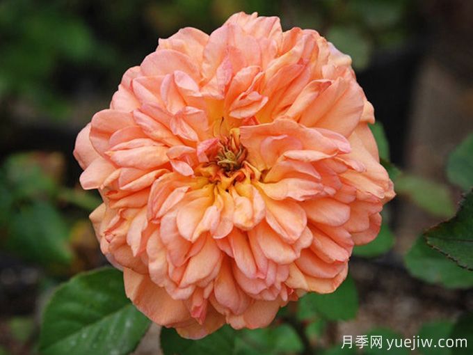 珍妮特茵达月季/詹内特伊纳达(图1) 珍妮特茵达月季/詹内特伊纳达(图1)