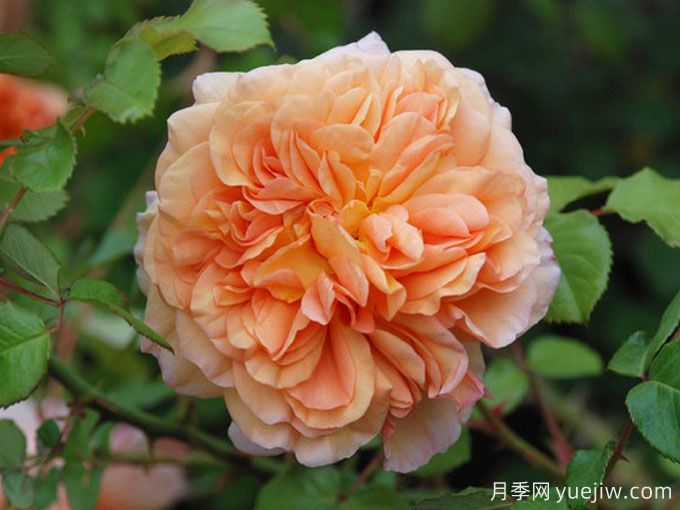 珍妮特茵达月季/詹内特伊纳达(图2) 珍妮特茵达月季/詹内特伊纳达(图2)