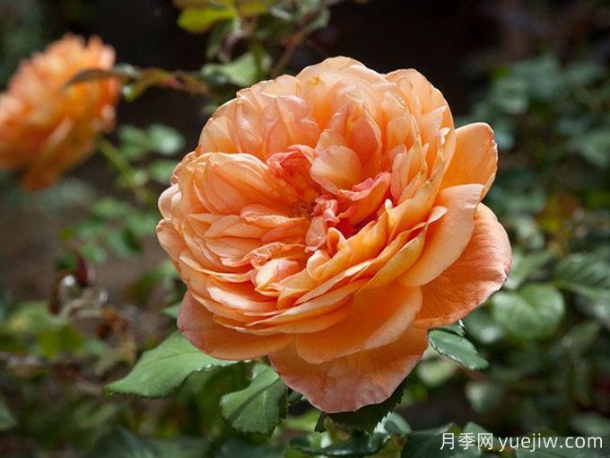 珍妮特茵达月季/詹内特伊纳达(图3) 珍妮特茵达月季/詹内特伊纳达(图3)