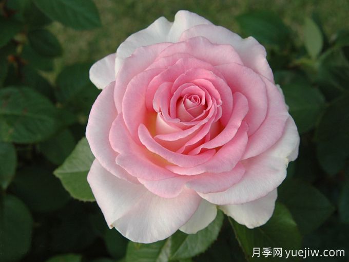 陷入爱情月季/坠入爱河(图1)