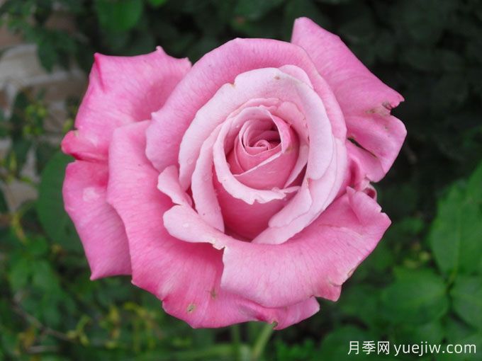 纪念日月季/自由香水/天堂香水/阵亡将士纪念日(图2) 纪念日月季/自由香水/天堂香水/阵亡将士纪念日(图2)