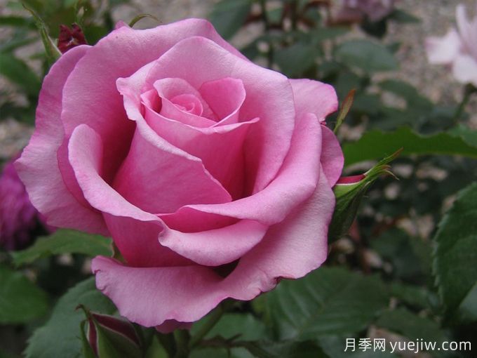 芭芭拉史翠珊月季(图1) 芭芭拉史翠珊月季(图1)