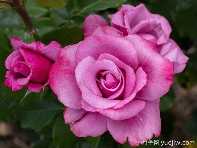 芭芭拉史翠珊月季(图2) 芭芭拉史翠珊月季(图2)