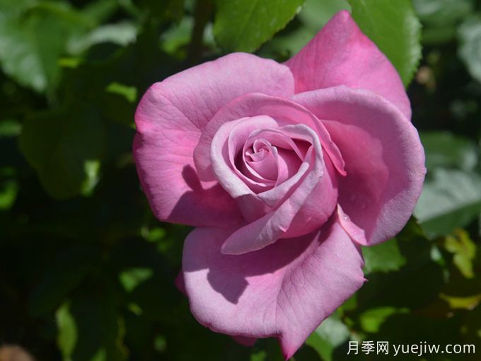 芭芭拉史翠珊月季(图3) 芭芭拉史翠珊月季(图3)