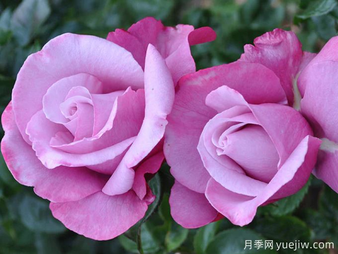 芭芭拉史翠珊月季(图4) 芭芭拉史翠珊月季(图4)