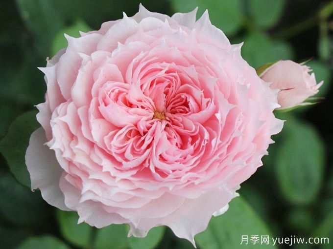 莫妮卡戴维月季(图4)