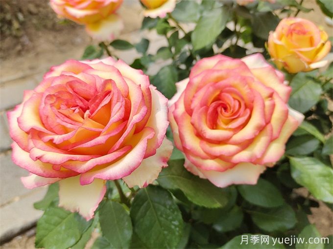 两广福建地区种植月季有什么要注意！(图2)