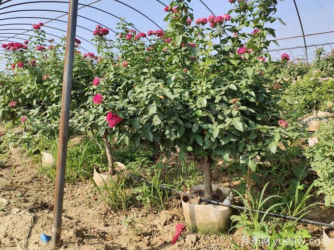 冬季月季清园时，石硫合剂的应用误区(图1)