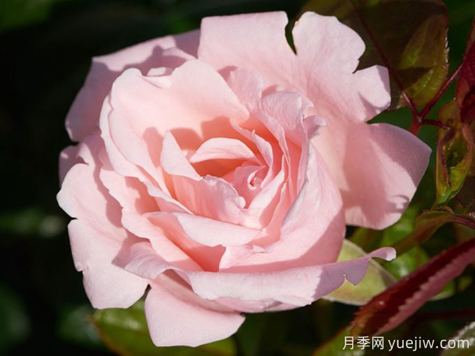 蕾切尔月季/兰蔻(图1) 蕾切尔月季/兰蔻(图1)