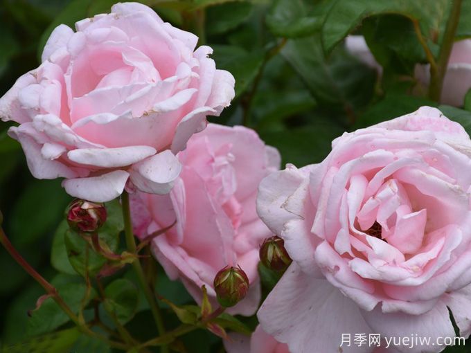 蕾切尔月季/兰蔻(图2) 蕾切尔月季/兰蔻(图2)