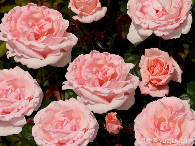 蕾切尔月季/兰蔻(图3) 蕾切尔月季/兰蔻(图3)