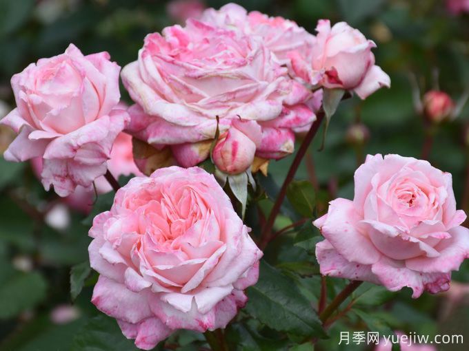 玛尔莉丝月季/玛里斯(图2)