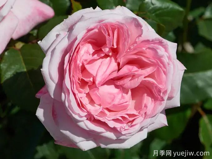 玛尔莉丝月季/玛里斯(图1)