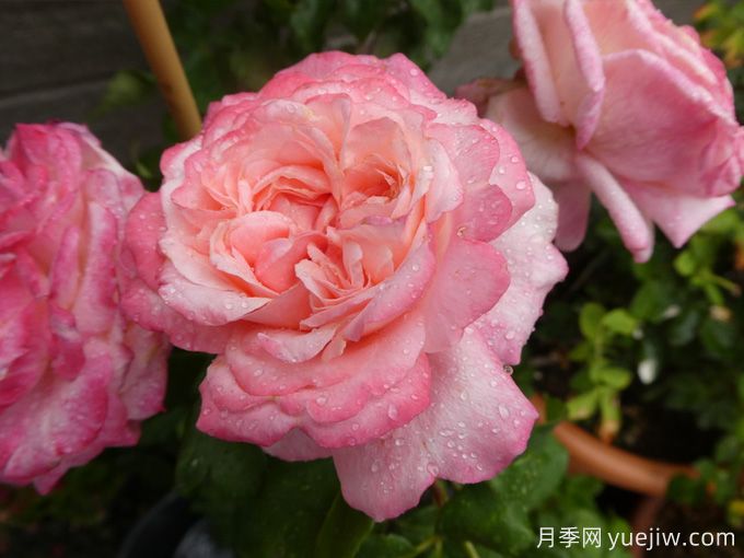 玛尔莉丝月季/玛里斯(图3)