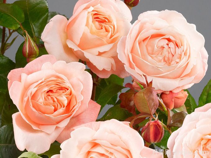 丽萝月季/利洛月季(图2) 丽萝月季/利洛月季(图2)