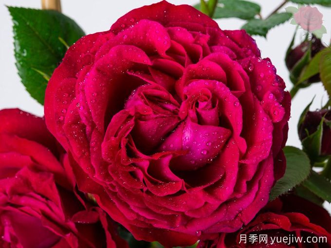 凯瑟琳月季/树莓重生(图1) 凯瑟琳月季/树莓重生(图1)