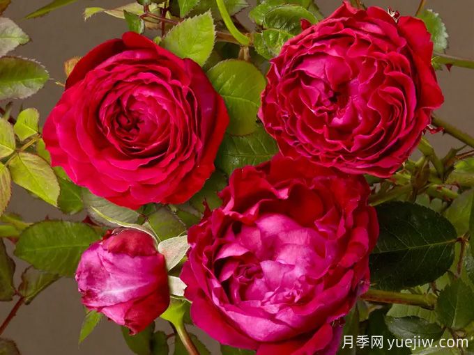 凯瑟琳月季/树莓重生(图2) 凯瑟琳月季/树莓重生(图2)