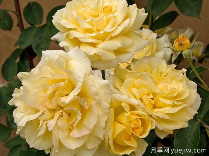 索菲亚文艺复兴月季(图3)