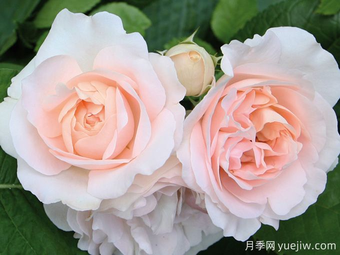 克莱尔月季/莉莉安娜/克莱尔文艺复兴(图1)