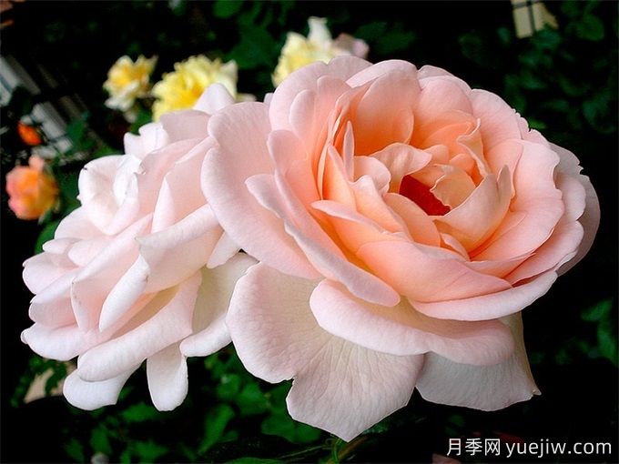 克莱尔月季/莉莉安娜/克莱尔文艺复兴(图2)