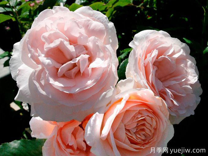 克莱尔月季/莉莉安娜/克莱尔文艺复兴(图3)