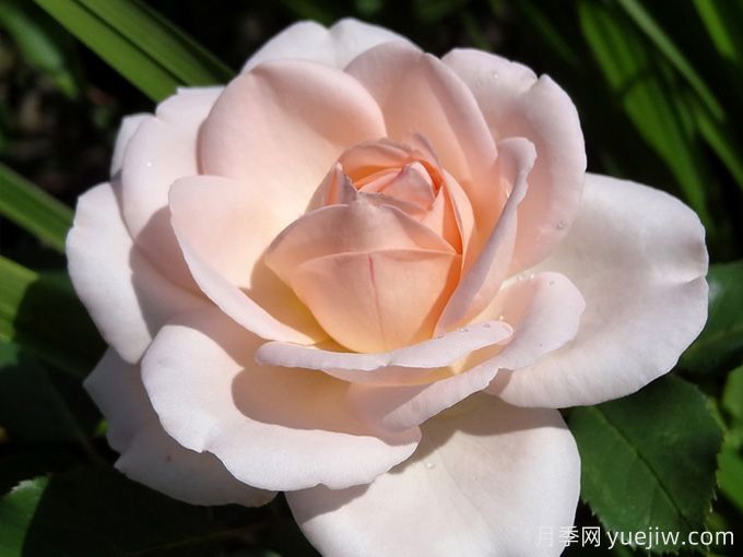 克莱尔月季/莉莉安娜/克莱尔文艺复兴(图4)