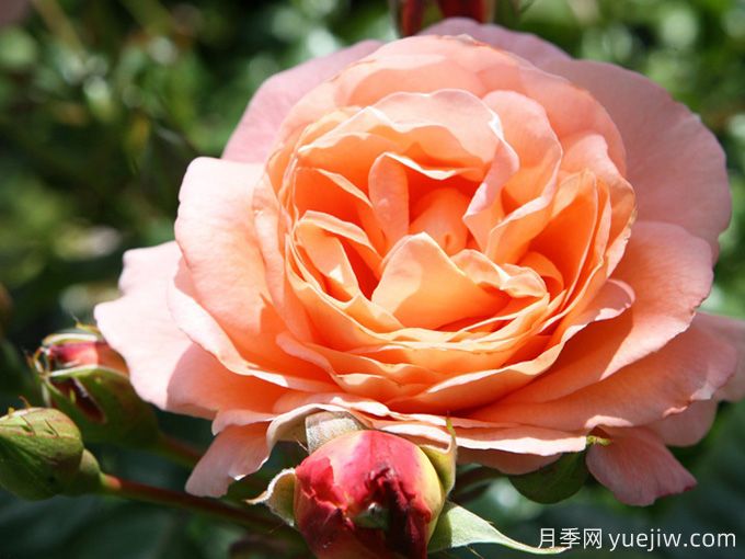 博尼塔复兴月季/伯尼塔月季(图1) 博尼塔文艺复兴月季/伯尼塔月季(图1)