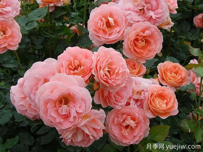 博尼塔复兴月季/伯尼塔月季(图2) 博尼塔文艺复兴月季/伯尼塔月季(图2)