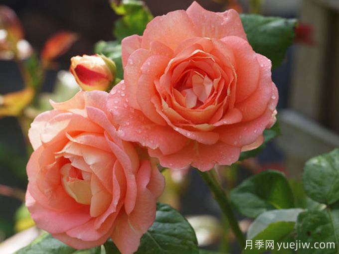 博尼塔复兴月季/伯尼塔月季(图3) 博尼塔文艺复兴月季/伯尼塔月季(图3)