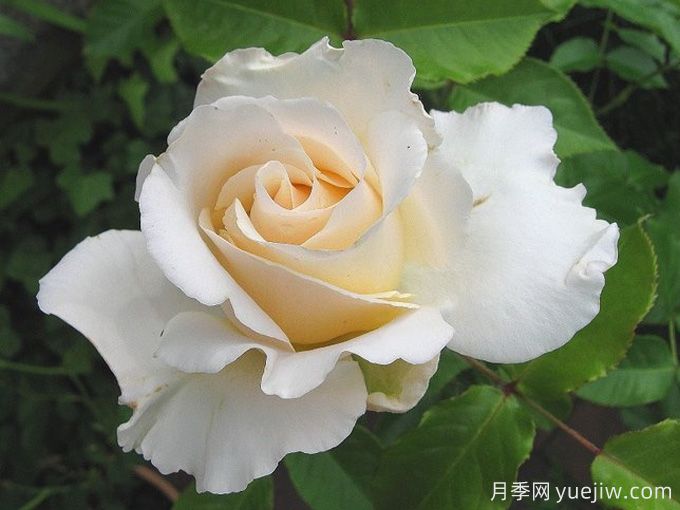 丽娜月季/丽娜文艺复兴月季(图1)