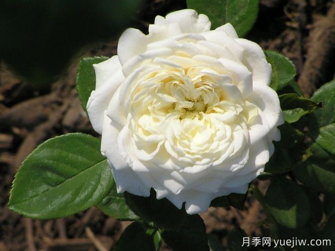 丽娜月季/丽娜文艺复兴月季(图2)