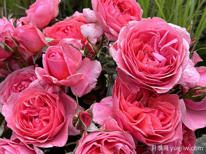 利格贝莱尔伯爵夫人月季(图2)