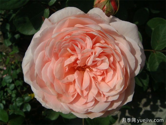 利安德尔月季(图2)