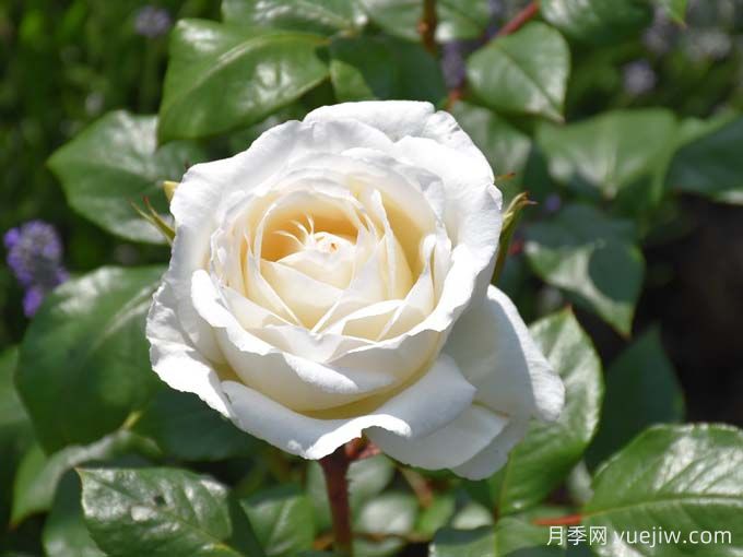 克劳斯达尔比月季/宁静(图1)