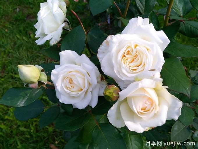 克劳斯达尔比月季/宁静(图3)