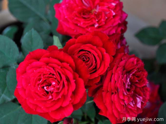 猩红欢腾月季/猩红妖精月季(图1)