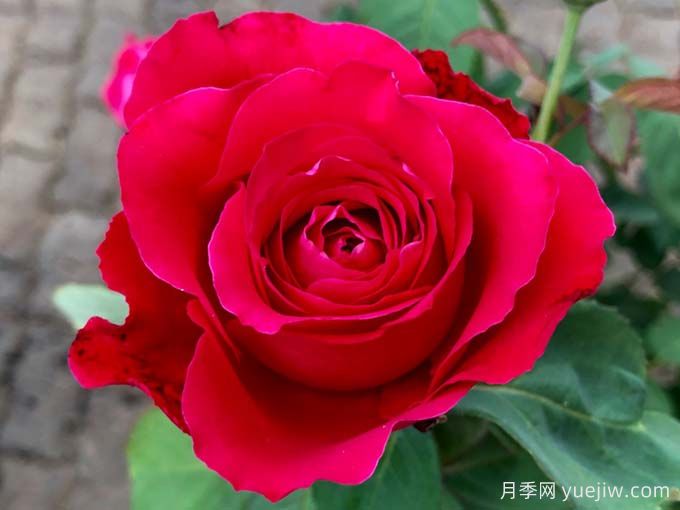 猩红欢腾月季/猩红妖精月季(图2)