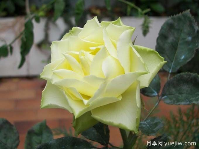 柠檬水月季(图2)