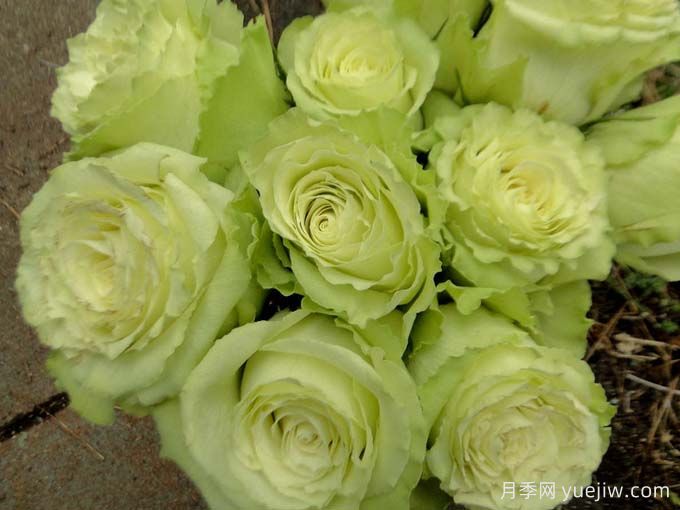 柠檬水月季(图1)