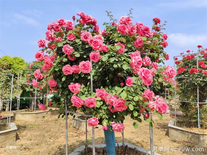 树状月季开花少的6个原因分析(图1) 树状月季开花少的6个原因分析(图1)