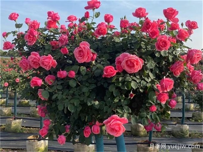 树状月季开花少的6个原因分析(图2) 树状月季开花少的6个原因分析(图2)