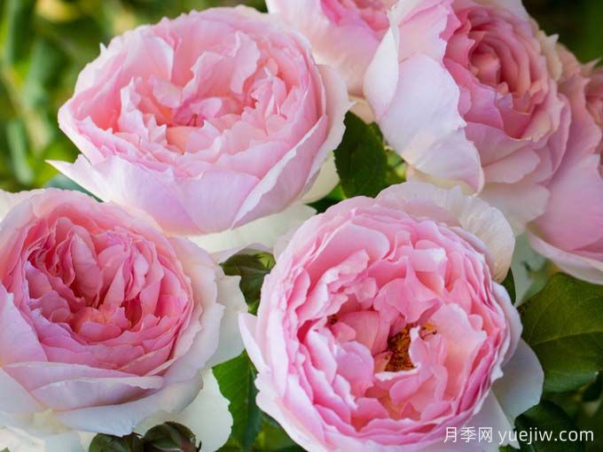 威基伍德月季的养护办法(图1) 威基伍德月季的养护办法(图1)